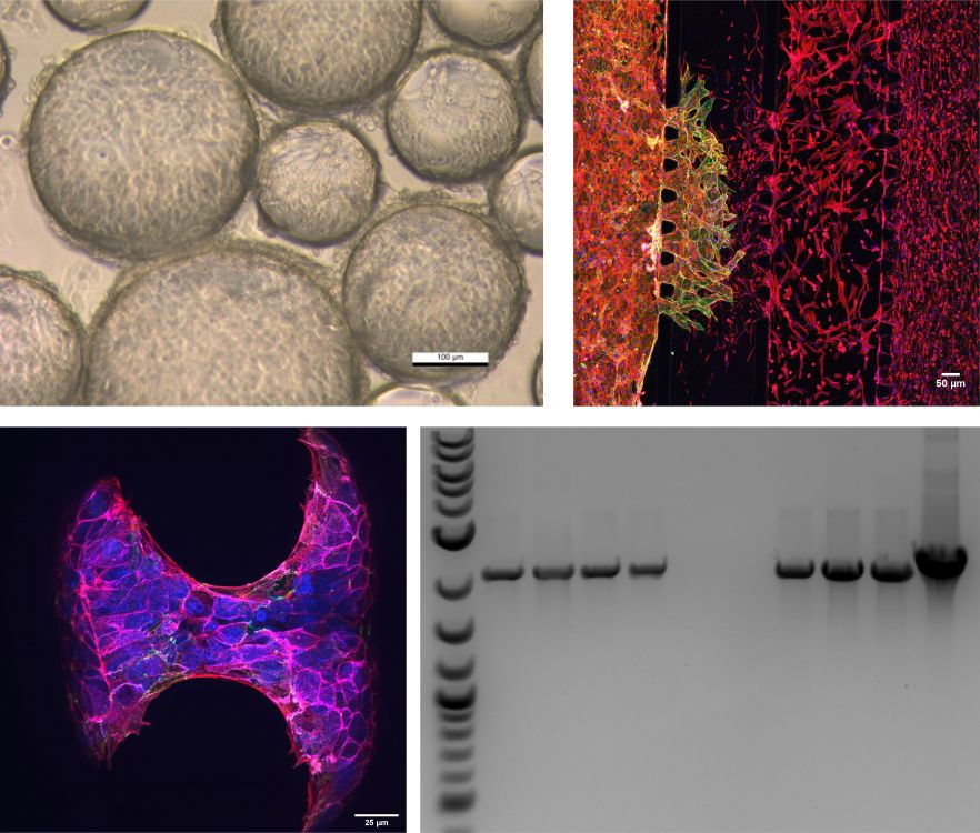 Our work on fiomanufacturing and bioprocessing