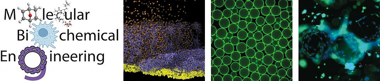 Centre for Molecular Biochemical Engineering